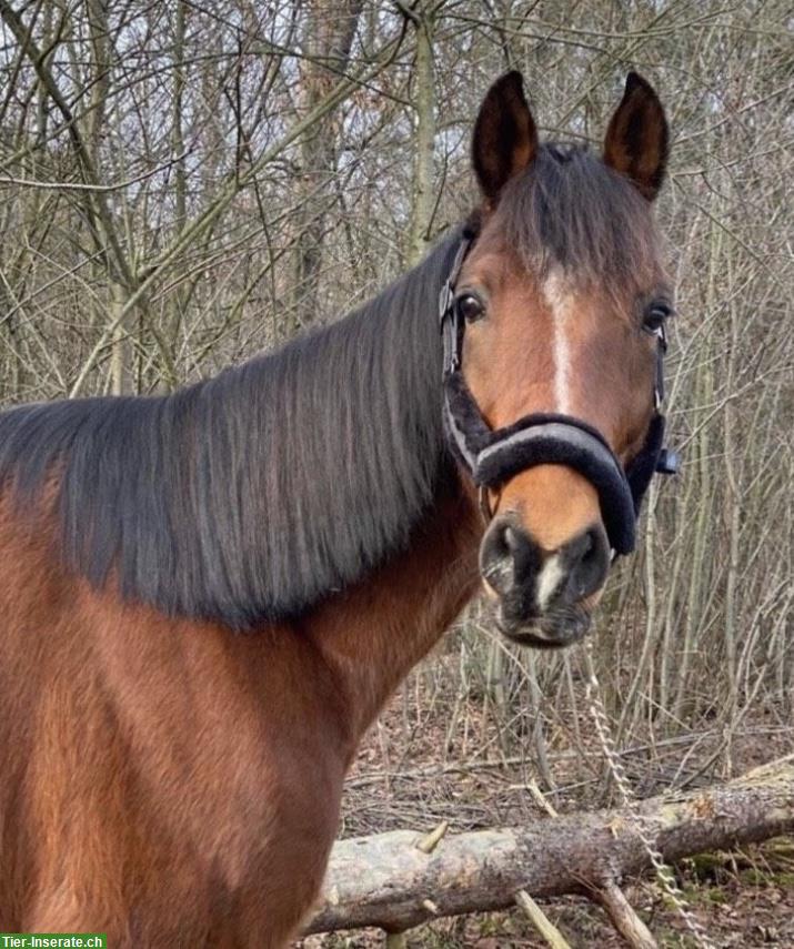 Bild 9: Reitunterricht auf Traber Wallach in Gütersloh NRW