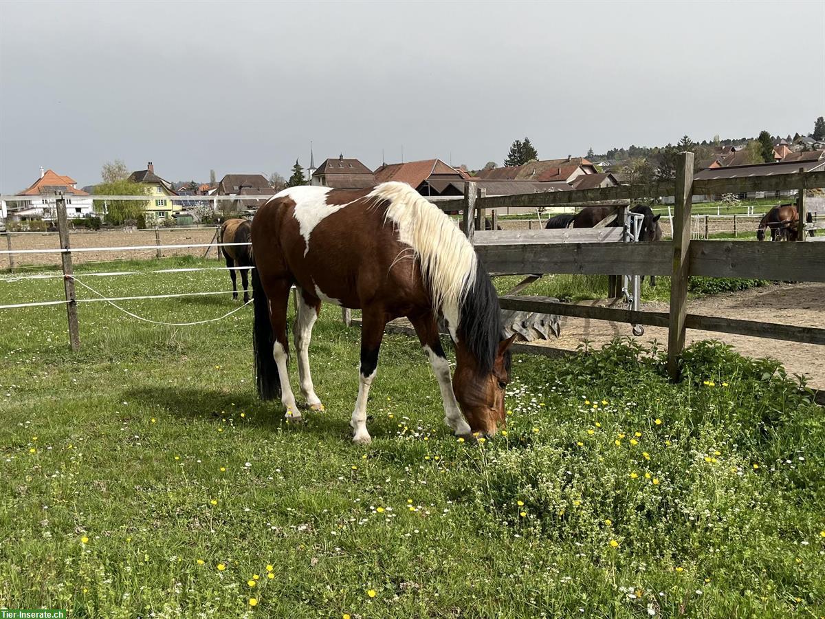 Bild 4: Tolles Freizeitpferd zu verkaufen