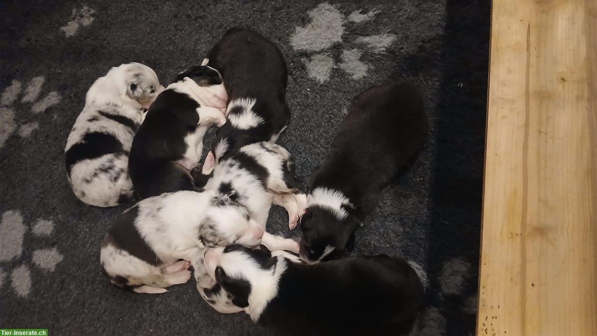 Australian Shepherd Welpen in black tri und blue merle