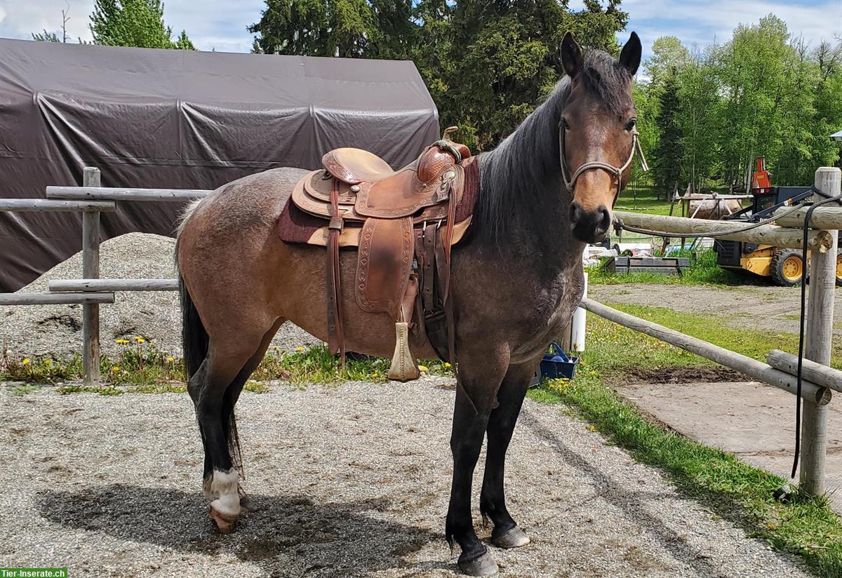 Bay roan Stute, 4-jährig aus Kanada