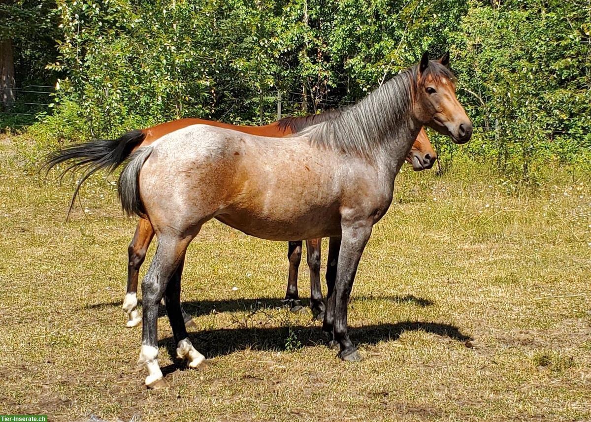 Bild 3: Bay roan Stute, 4-jährig aus Kanada