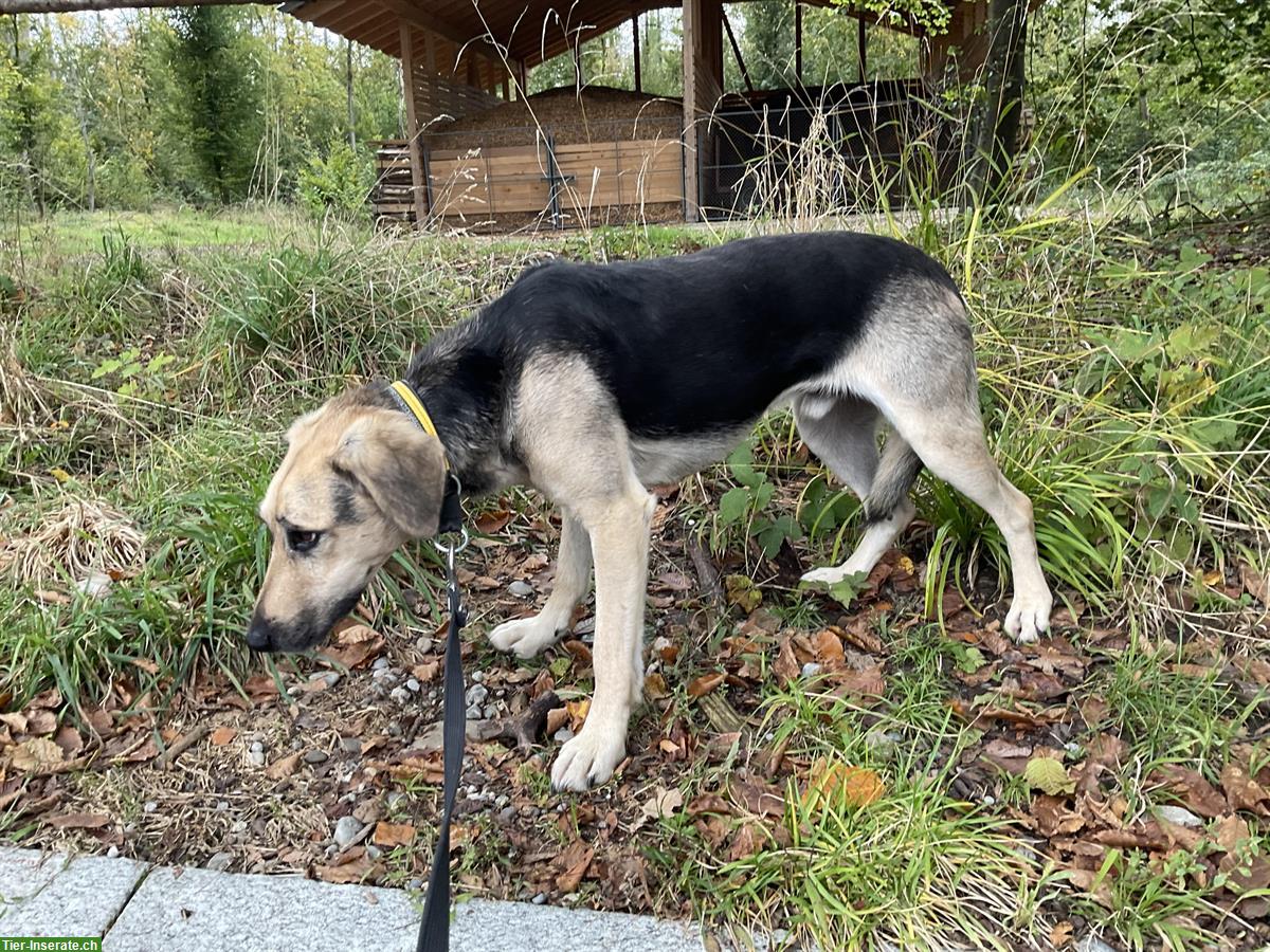 Bild 6: Rüde Adam vom Tierheim, braucht Hundeerfahrung