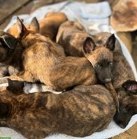X Herder / Holländischer Schäferhund Welpen zu verkaufen
