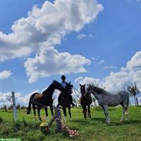 Reitbeteiligung für meine Pferde, Kanton Solothurn