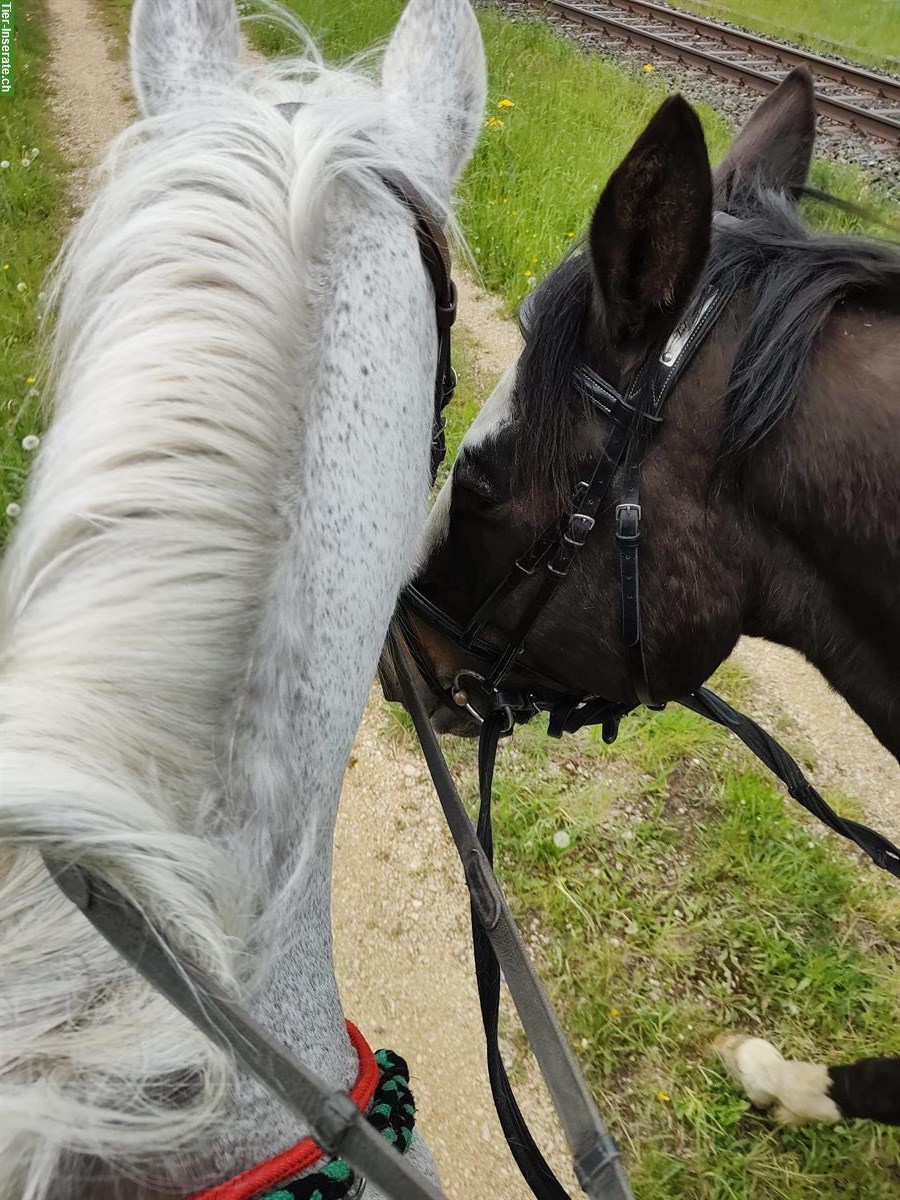 Bild 2: Reitbeteiligung für meine Pferde, Kanton Solothurn