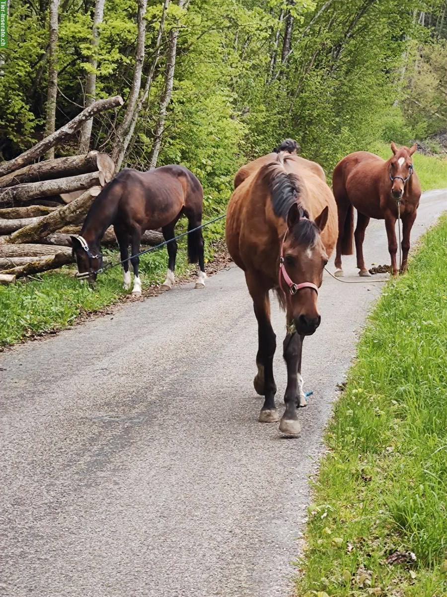 Bild 3: Reitbeteiligung für meine Pferde, Kanton Solothurn