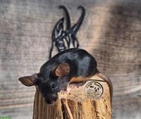 Reinrassige Mäuse aus Hobbyzucht zu verkaufen