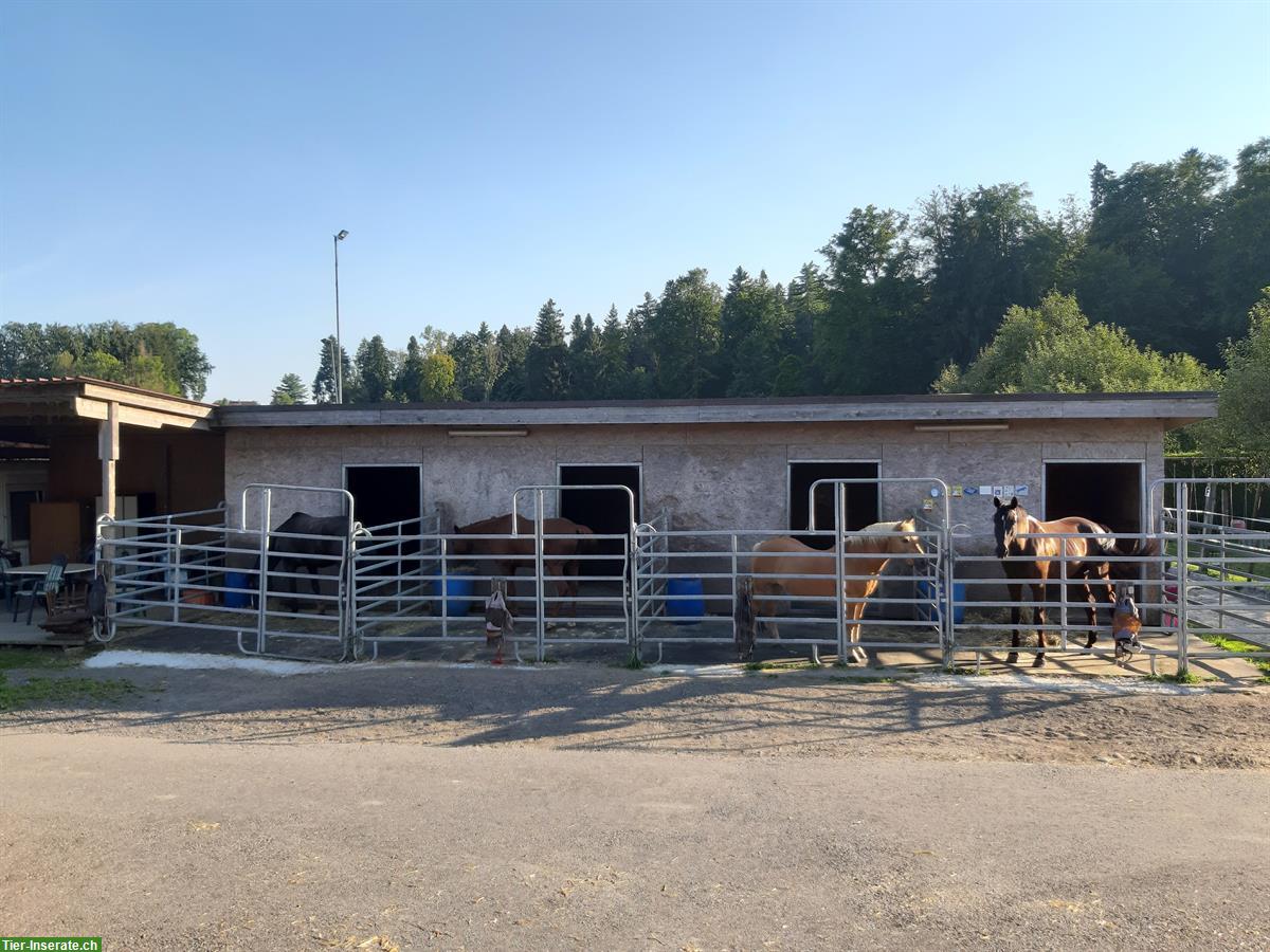 Vermieten 4 Auslaufboxen in freistehendem 4er Pferdestall