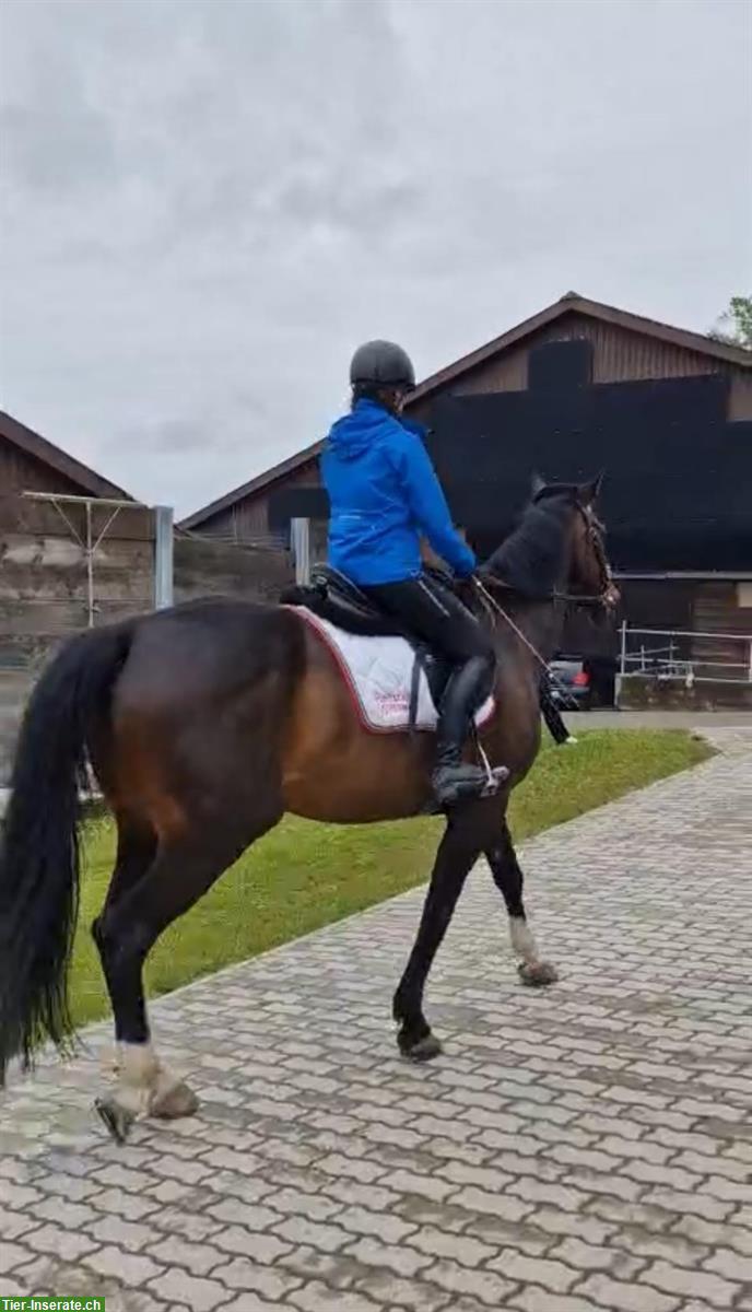 Bild 2: Suche Reitbeteiligung im Raum Meilen