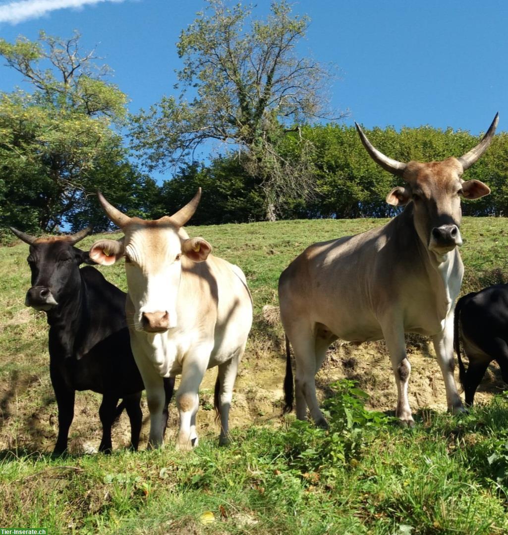 4 Zebu als Herde zu verkaufen