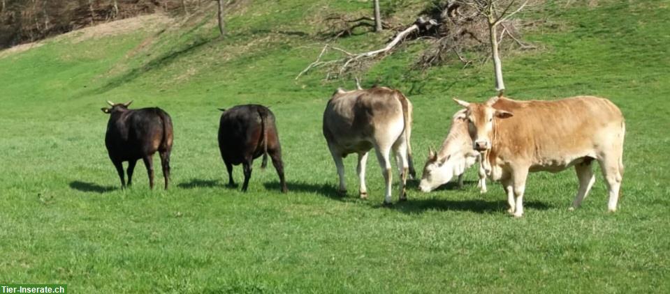 Bild 3: 4 Zebu als Herde zu verkaufen