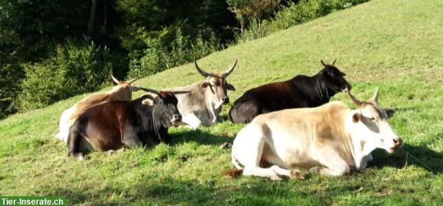 Bild 4: 4 Zebu als Herde zu verkaufen