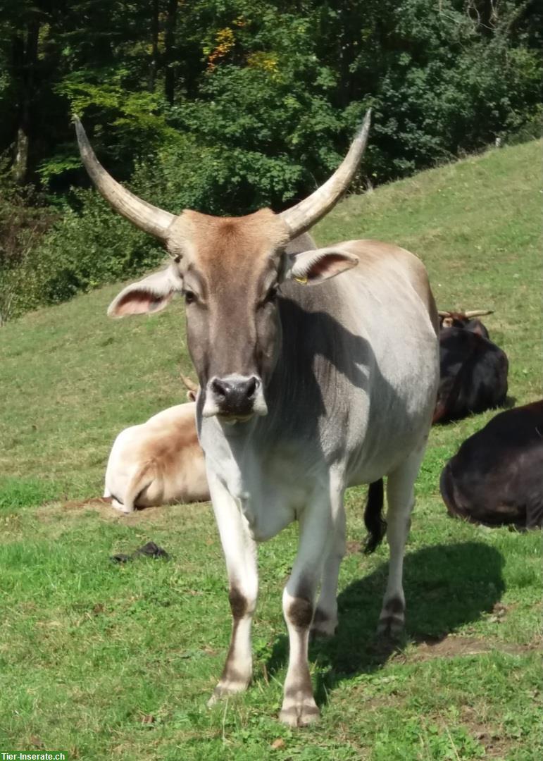 Bild 5: 4 Zebu als Herde zu verkaufen