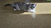 Junge Britisch Kurzhaar mix Katze, grau/weiss