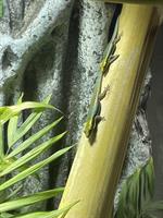 Phelsuma klemmeri Paar, Blauer Bambus-Taggecko
