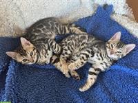 Bengal Kätzchen suchen ein gutes Zuhause