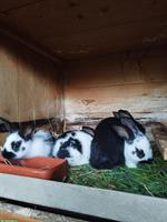 Schweizer Schecken Kaninchen zu verkaufen