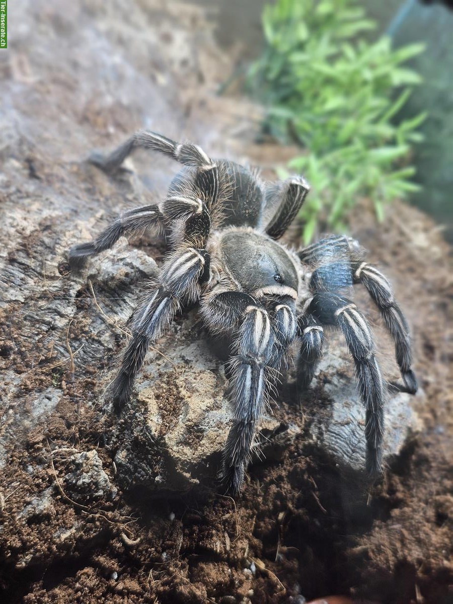 Aphonopelma Seemanni Vogelspinne, weiblich