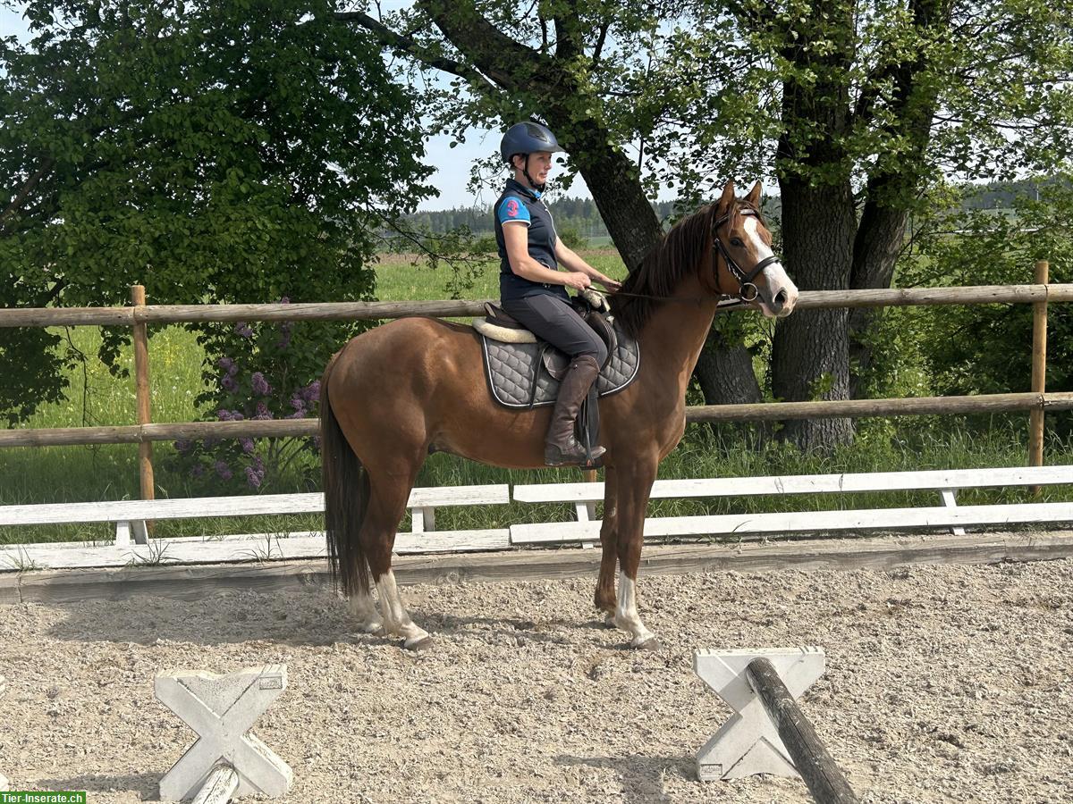 Dressurbetonter junger Pony Wallach, wunderschön!