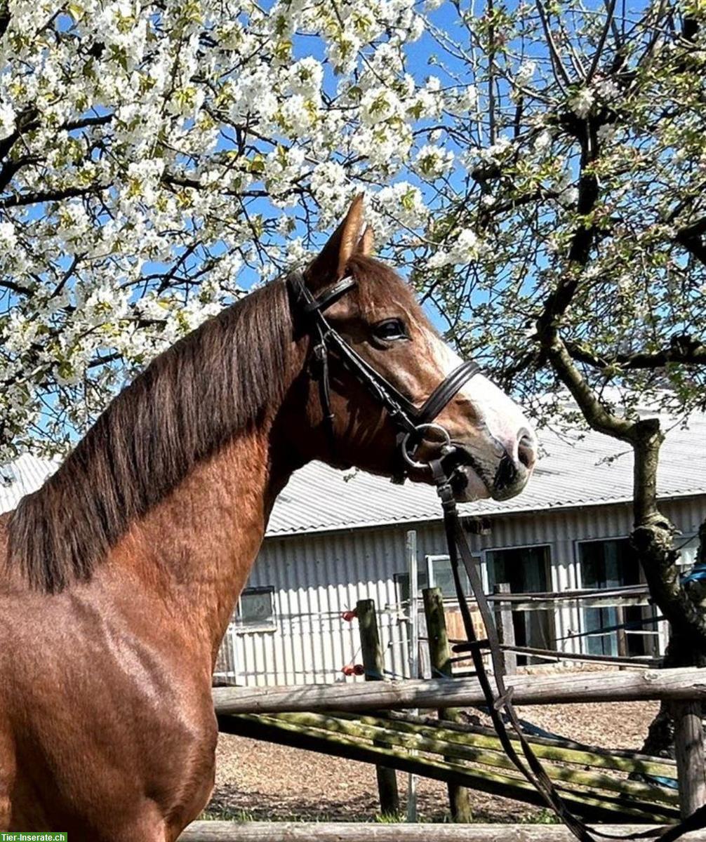 Bild 2: Dressurbetonter junger Pony Wallach, wunderschön!