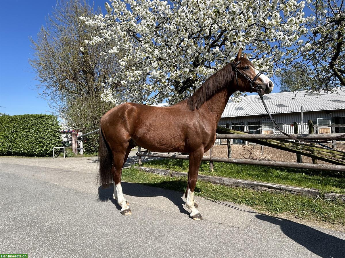 Bild 4: Dressurbetonter junger Pony Wallach, wunderschön!