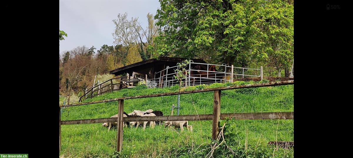 Bild 5: Pferde Offenstallplatz in 8408 Winterthur