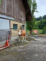 Hinterwäldler x Schweizerfleckvieh Kuh zu verkaufen