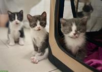 BKH x Perser Kitten suchen neues Zuhause