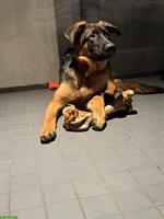 Deutscher Schäferhund, 8 Monate alt zu verkaufen