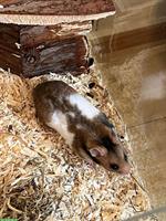 Handzahmes Hamster Weibchen abzugeben
