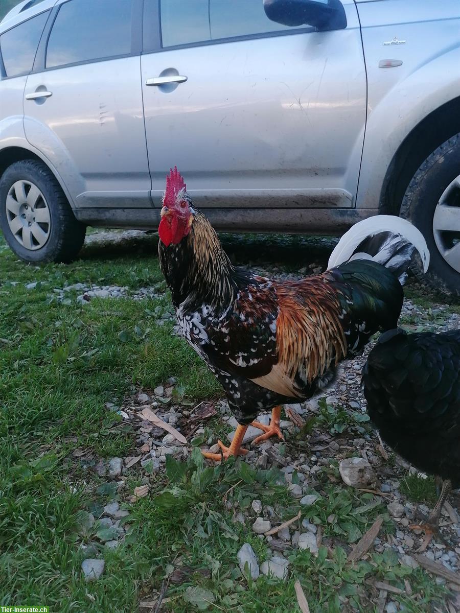 Junger Blumenhuhn Hahn abzugeben