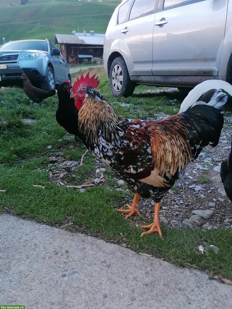 Bild 2: Junger Blumenhuhn Hahn abzugeben