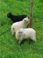 Ouessant Schafe mit Lammböcken zu verkaufen
