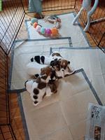 Jack Russell Terrier Welpen zu verkaufen