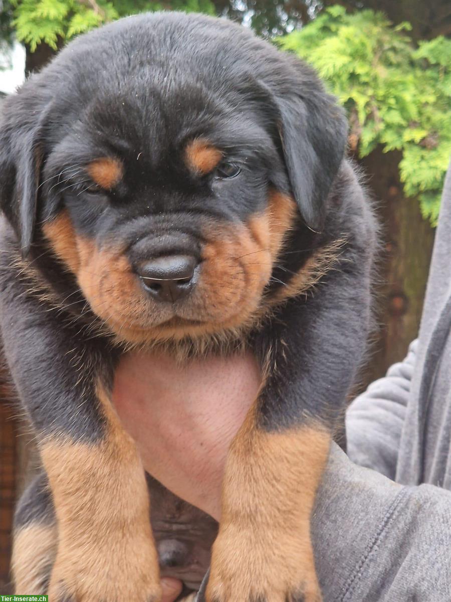 Rottweiler Welpen mit Papieren aus ADRK Leistungszucht