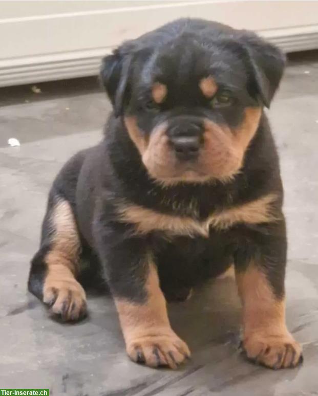 Bild 4: Rottweiler Welpen mit Papieren aus ADRK Leistungszucht