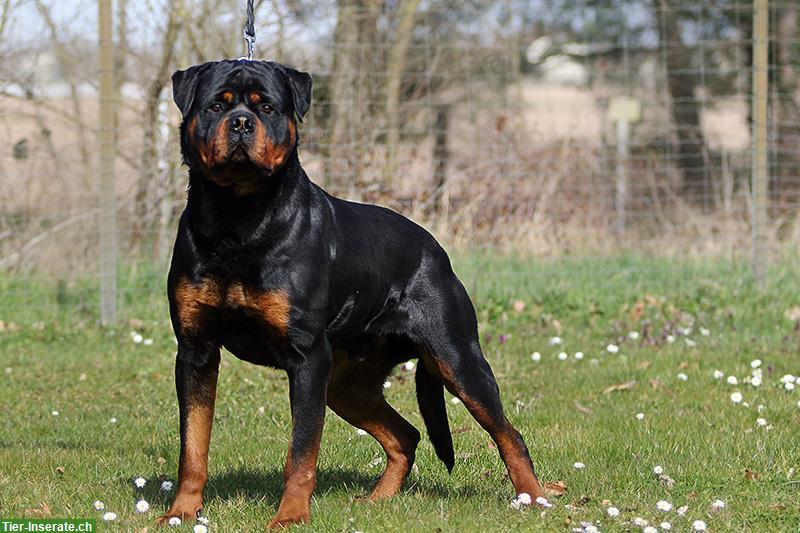 Bild 5: Rottweiler Welpen mit Papieren aus ADRK Leistungszucht