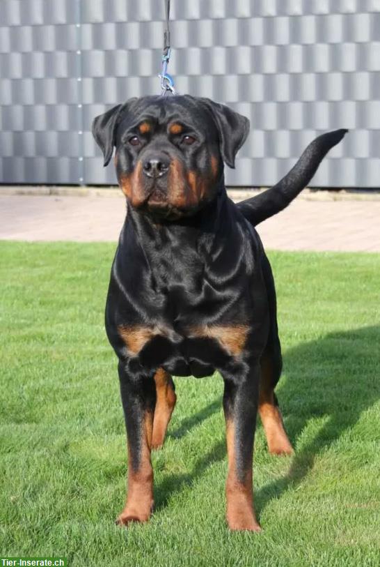 Bild 6: Rottweiler Welpen mit Papieren aus ADRK Leistungszucht