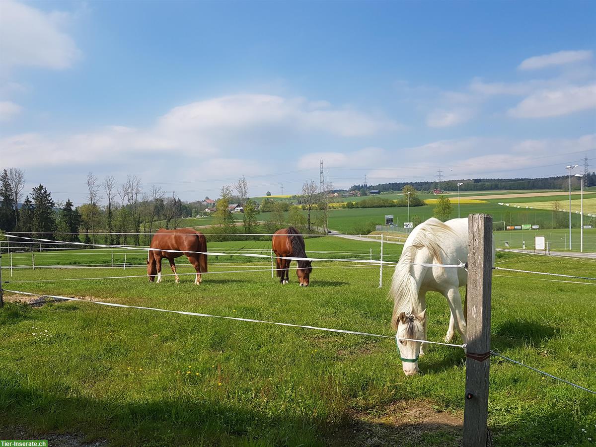 1 Pferdeboxe zu vermieten in Eich LU