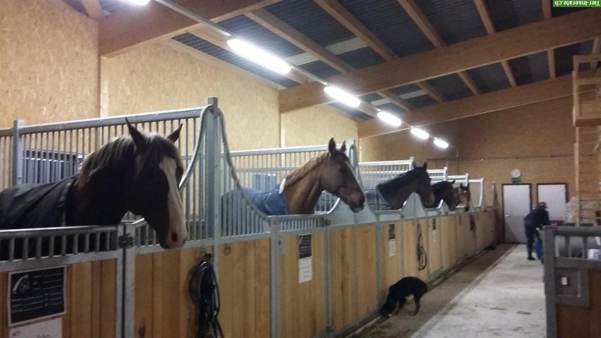 Bild 3: 1 Pferdeboxe zu vermieten in Eich LU