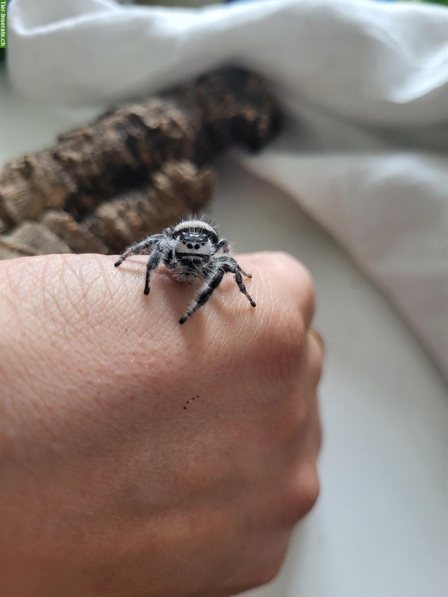 Phidippus regius Apalachicola Spinnen