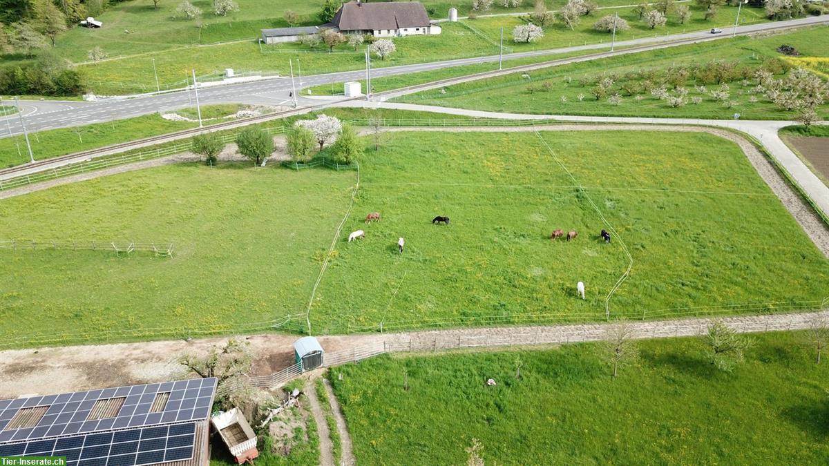 Bild 4: Grosszügiger Offenstall mit Paddocktrail im Seeland