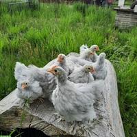 Junge Zwerg Cochin Hühner, handzahm