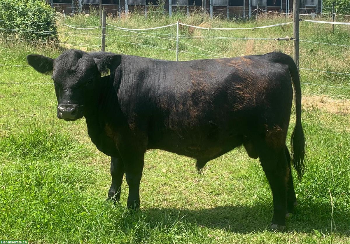 Reinrassiger Lowline Cattle Jungstier zu verkaufen