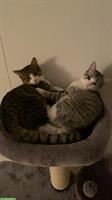 Katzen Themis & Theia suchen ein neues Zuhause
