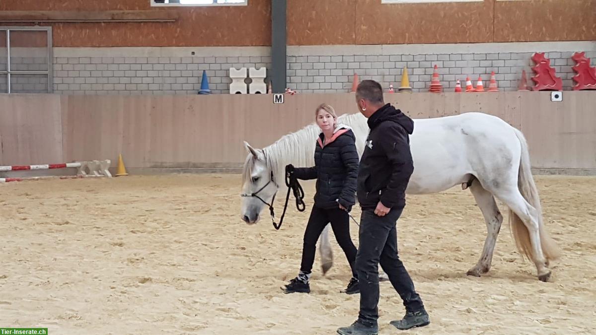 Bild 7: Wunderschöner Spanier Wallach (Verlasspferd) sucht neues Zuhause