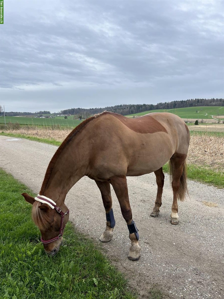 Biete Reitbeteiligung in Dielsdorf, Zürcher Unterland