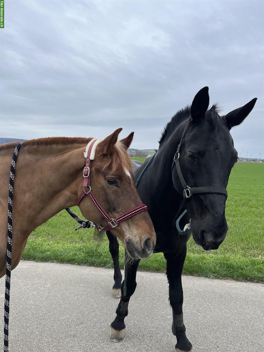 Bild 2: Biete Reitbeteiligung in Dielsdorf, Zürcher Unterland