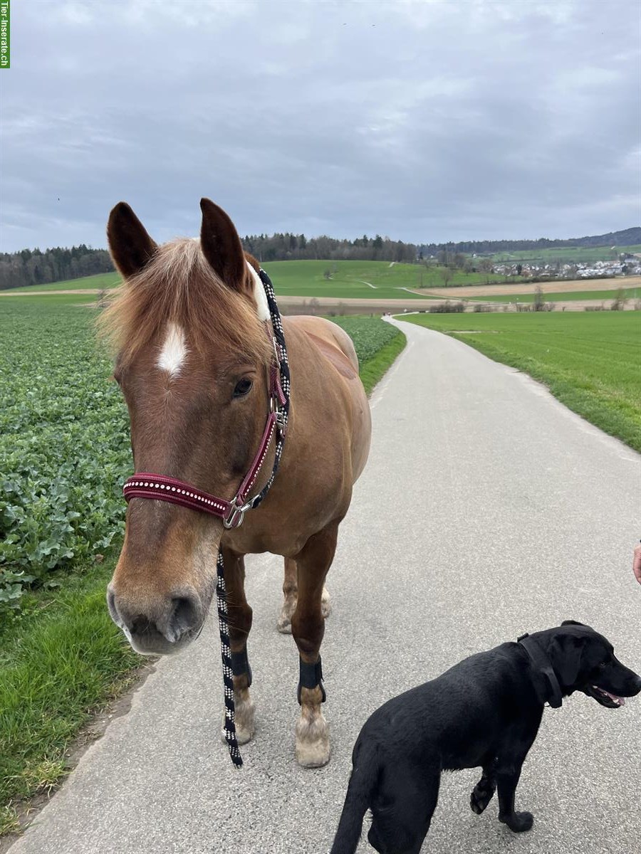 Bild 3: Biete Reitbeteiligung in Dielsdorf, Zürcher Unterland