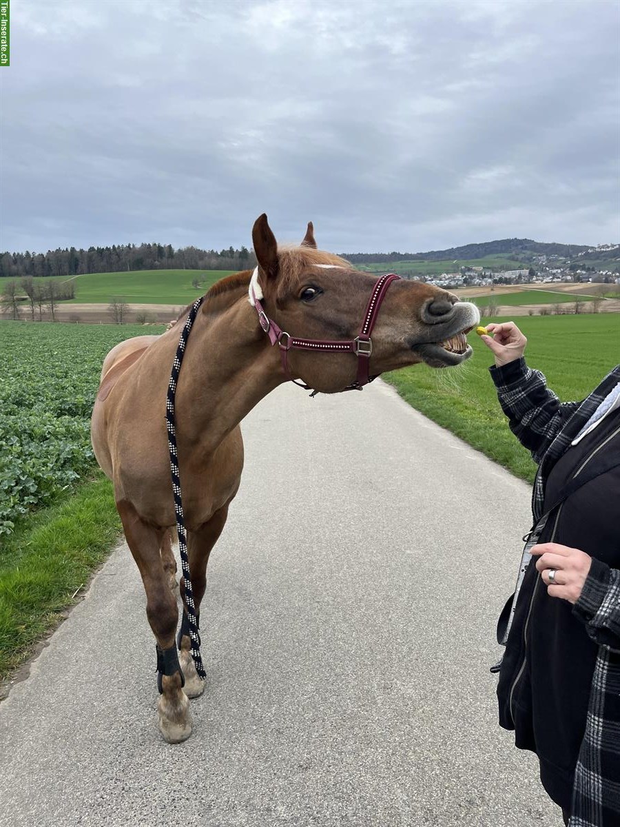 Bild 4: Biete Reitbeteiligung in Dielsdorf, Zürcher Unterland